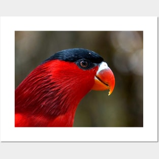 Fergusson Island Lory Posters and Art